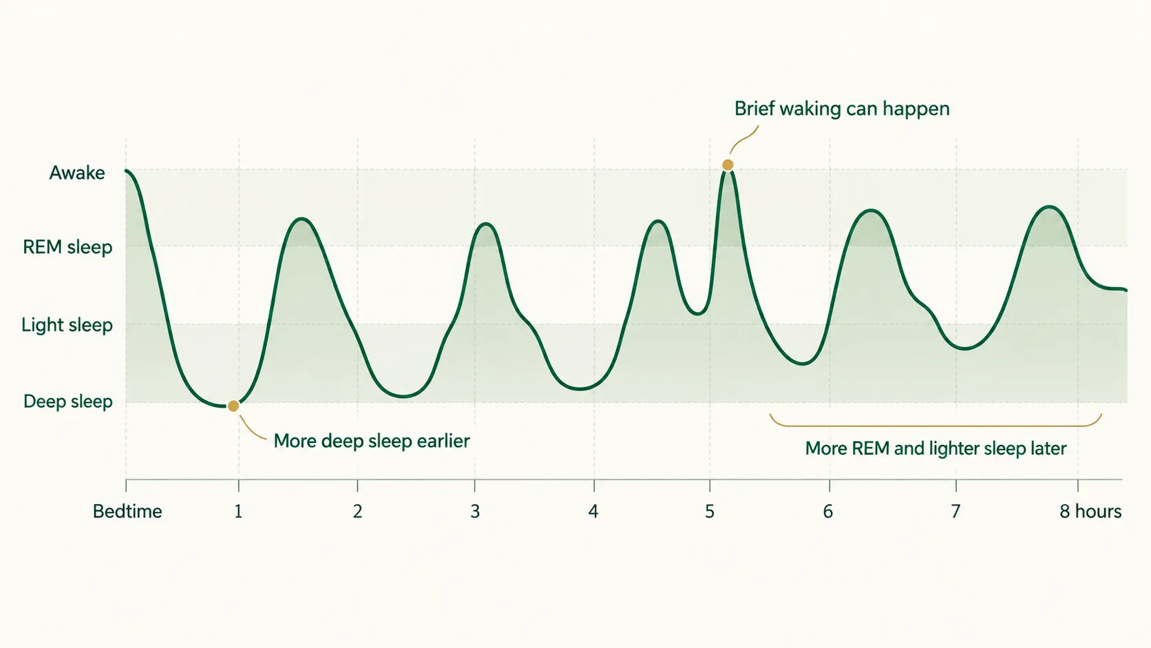 Sleep cycle